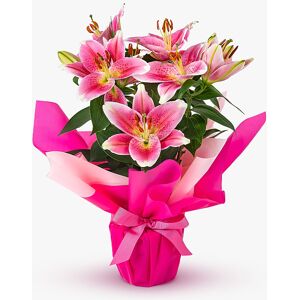 Haute Florist Oriental Lily