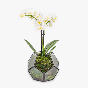 Haute Florist Glass Orchid