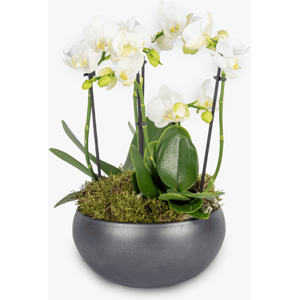 Haute Florist Opulence Orchid