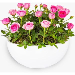 Haute Florist Luxury Pink Rose Bowl