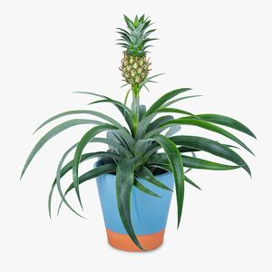 Haute Florist Pineapple Plant