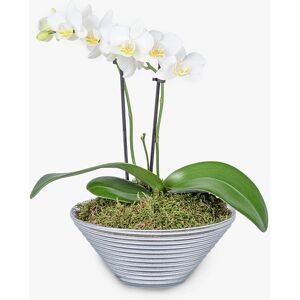 Haute Florist Luxury Ivory Orchid