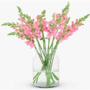 Haute Florist Pink Snapdragons