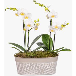 Haute Florist Phalaenopsis Orchid