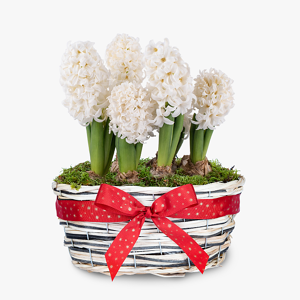 Haute Florist White Hyacinth Basket