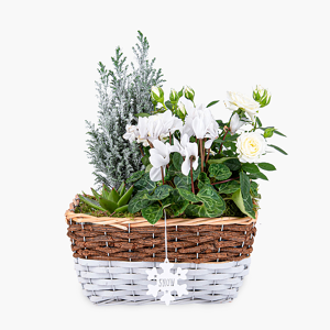 Haute Florist Ivory Winter Basket - Christmas Plants - Luxury Christmas Plants - Plant Gift Delivery - Christmas Plant Delivery - Plant Gifts