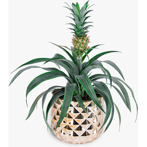 Haute Florist Luxury Pineapple Plant