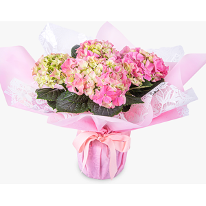 Haute Florist Heavenly Hydrangea