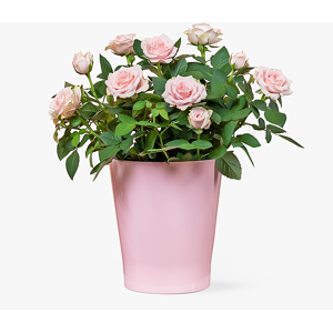 Haute Florist Elegant Rose Plant - Pink Rose Plants - Plant Delivery - Indoor Plants - Luxury Rose Plants - Plant Gifts