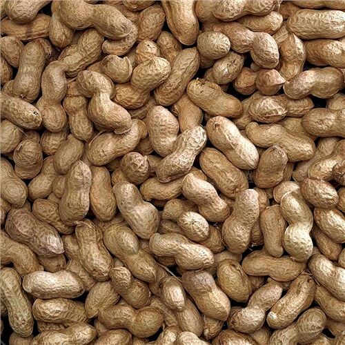 Bucktons Bucktons Peanuts in Shell 12.5KG