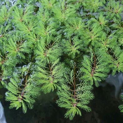 Anglo Aquatics Myriophyllum Brasiliensis Red Stem 1 Litre