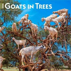 2026 Goats In Trees Wall Calendar 2026 Goats In Trees Wall Calendar