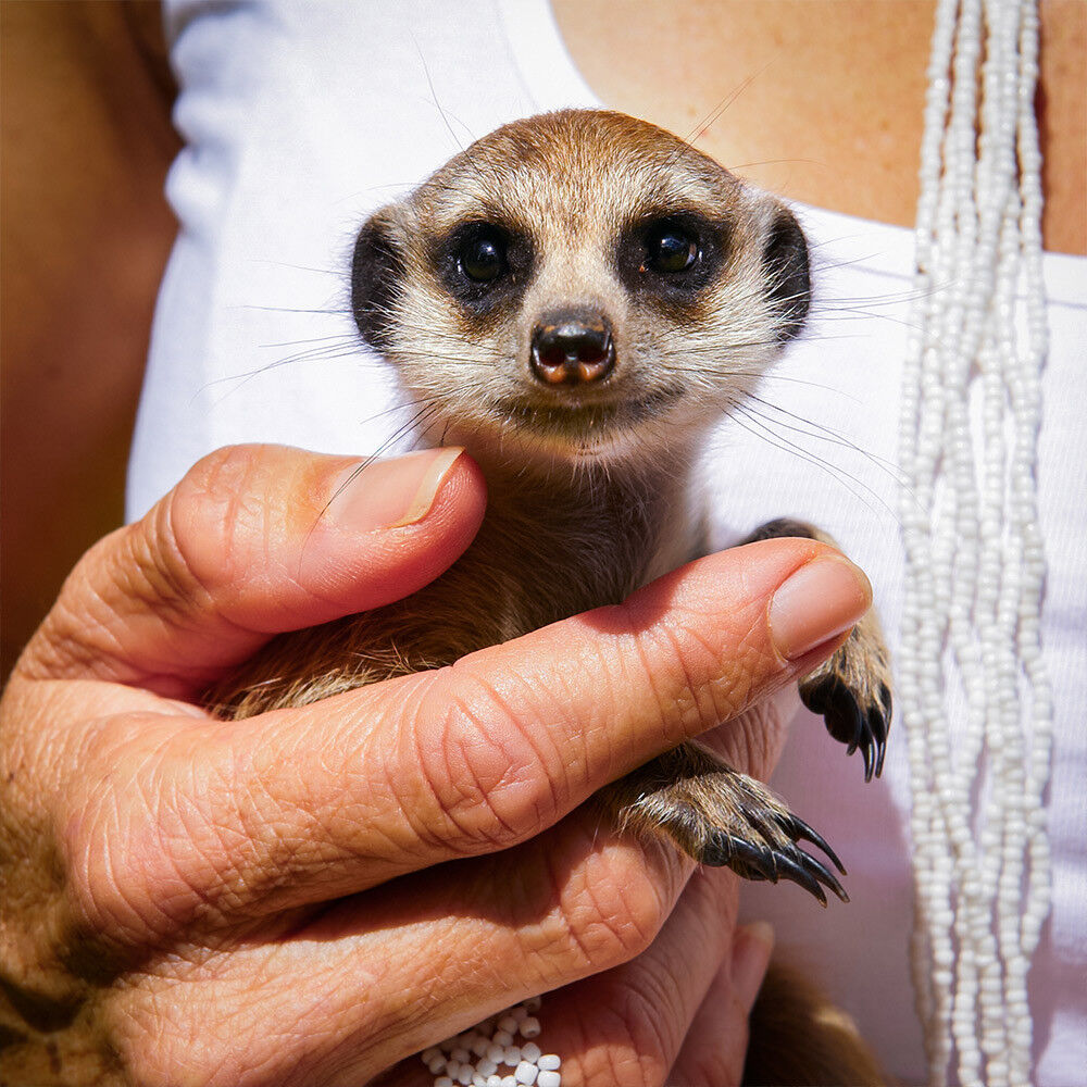 Prezzybox Meerkat Encounter Experience for Two