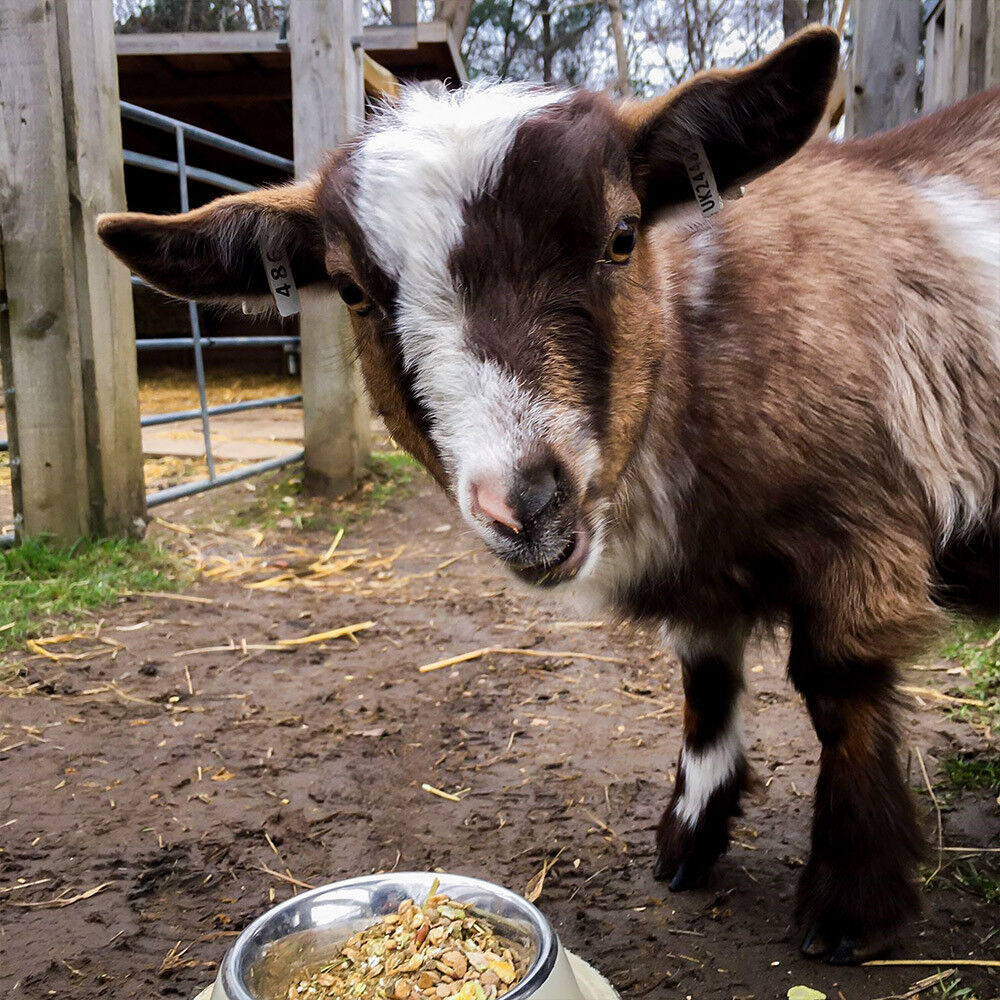 Prezzybox Goat Walk Family Experience