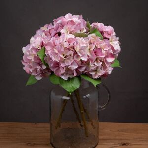 Hill Shabby Pink Single Hydrangea Hill Shabby Pink Single Hydrangea