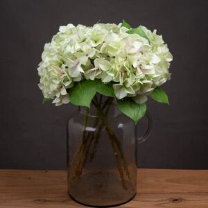 Hill Shabby Green Single Hydrangea Hill Shabby Green Single Hydrangea