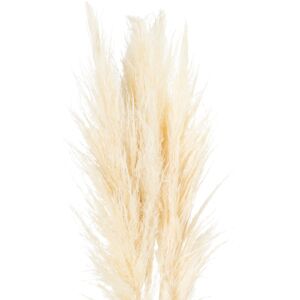 Pampas Grass Stem - Natural, Fluffy, Elegant - Flower Stem Pampas Grass Stem - Natural, Fluffy, Elegant - Flower Stem