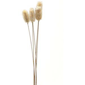 Hill Bouquet Of Dried Tall Thistle Hill Bouquet Of Dried Tall Thistle