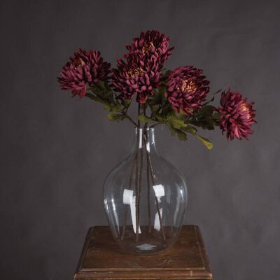 Hill Autumn Spider Chrysanthemum Hill Autumn Spider Chrysanthemum