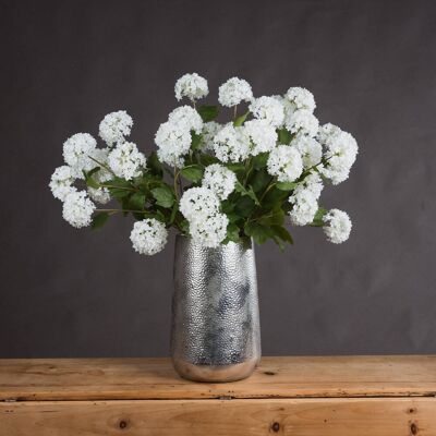 Hill Viburnum Opulus Hill Viburnum Opulus