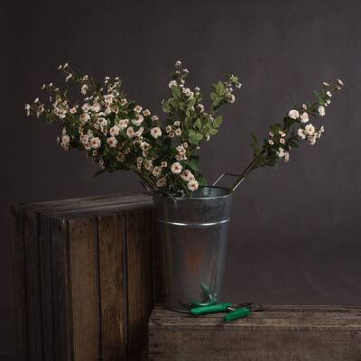 Hill Cream Wild Meadow Rose Hill Cream Wild Meadow Rose