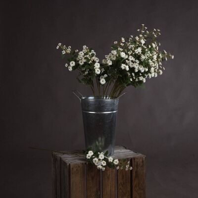 Hill White Wild Meadow Rose Hill White Wild Meadow Rose