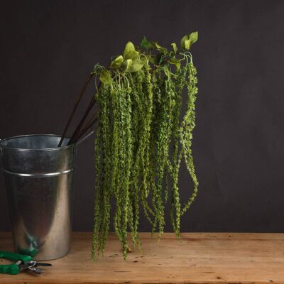 Hill Green Amaranthus Hill Green Amaranthus