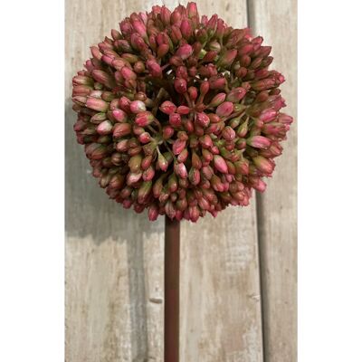Hill Pink Allium Hill Pink Allium