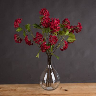 Hill Red Autumnal Viburnum Hill Red Autumnal Viburnum