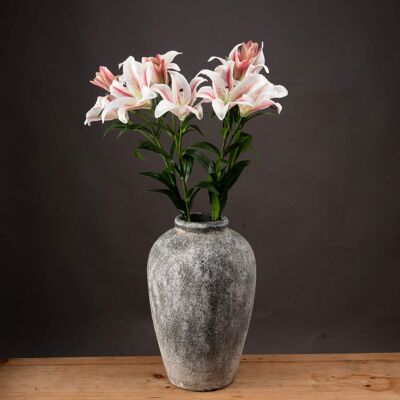 Hill Stargazer Lily Hill Stargazer Lily