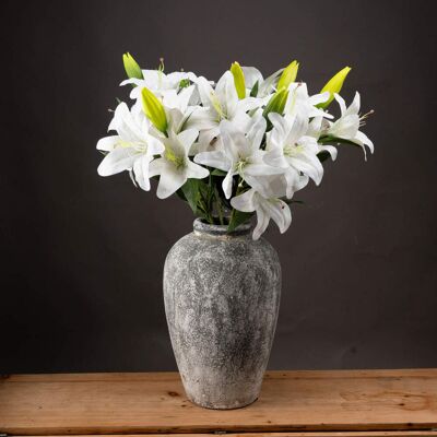 Hill White Lily Hill White Lily