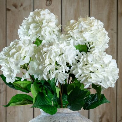 Hill Single White Hydrangea Hill Single White Hydrangea