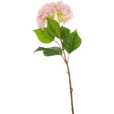 Hill Single Pink Hydrangea Hill Single Pink Hydrangea