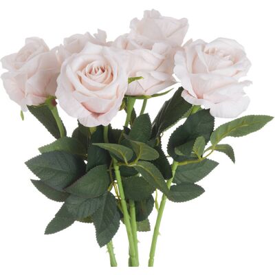 Hill Pink Cream Tea Rose Hill Pink Cream Tea Rose