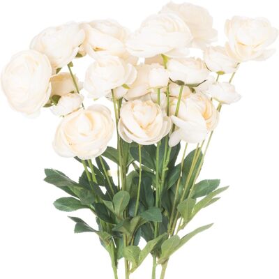 Hill Cream Ranunculus Hill Cream Ranunculus