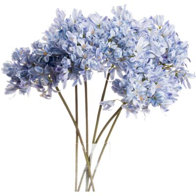 Hill Light Blue Large Headed Agapanthus Hill Light Blue Large Headed Agapanthus