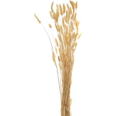 Hill Bouquet Of Tall Bunny Tails Hill Bouquet Of Tall Bunny Tails