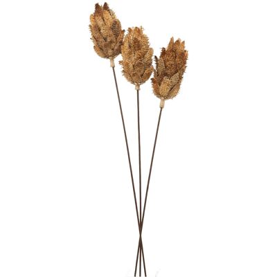Hill Bouquet Of Dried Protea Hill Bouquet Of Dried Protea