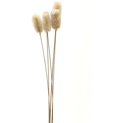 Hill Bouquet Of Dried Tall Thistle Hill Bouquet Of Dried Tall Thistle