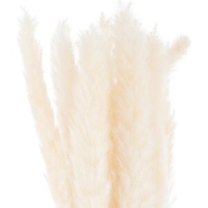 Hill Mini White Pampas Grass Bunch Of 15 Hill Mini White Pampas Grass Bunch Of 15