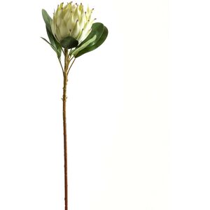 Hill Large White Protea Hill Large White Protea