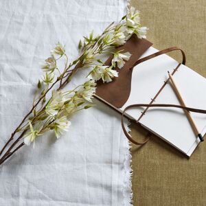 Hill Elaeocarpus Stem Hill Elaeocarpus Stem