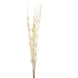 Hill Bouquet Of Dried Thlaspi Arvense Hill Bouquet Of Dried Thlaspi Arvense