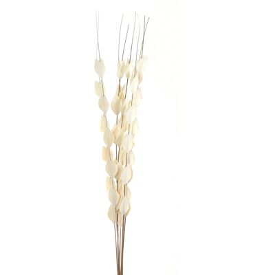 Hill Bouquet Of Dried Thlaspi Arvense Hill Bouquet Of Dried Thlaspi Arvense