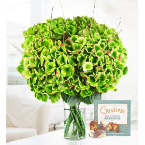 Prestige Flowers Hydrangea Harmony - Free Chocs