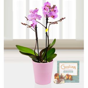 Prestige Flowers Twin Phalaenopsis Orchids - Free Chocs