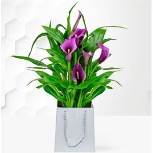 Prestige Flowers Calla Lily Plant  - Free Chocs