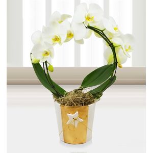 Prestige Flowers Holiday Orchids - Free Chocs