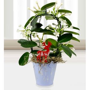 Prestige Flowers Merry Stephanotis - Free Chocs