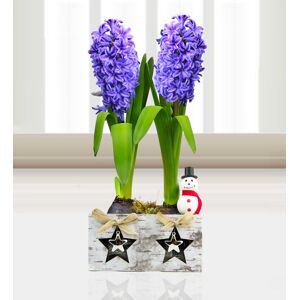 Prestige Flowers Festive Hyacinth Duo - Free Chocs